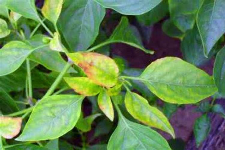 为什么榕树掉叶子