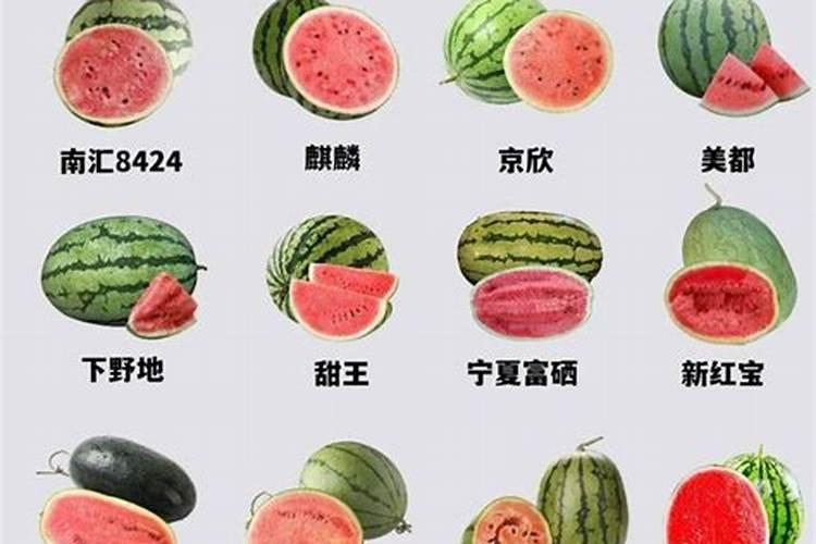 西瓜长到碗口大