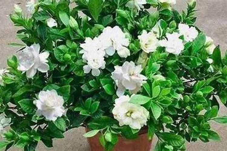 栀子花怎么开花快又多