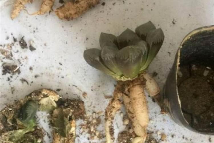 买了一盆多肉,怎么在家自制花肥？