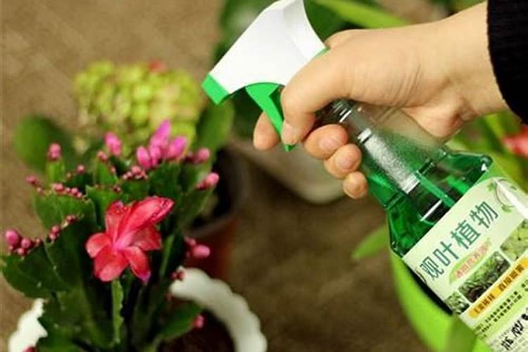 多肉植物用什么肥料最好