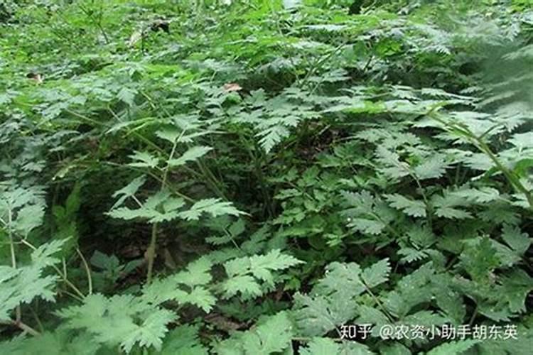 当归用什么除草剂