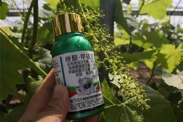 彭果的大量元素水溶肥有哪些