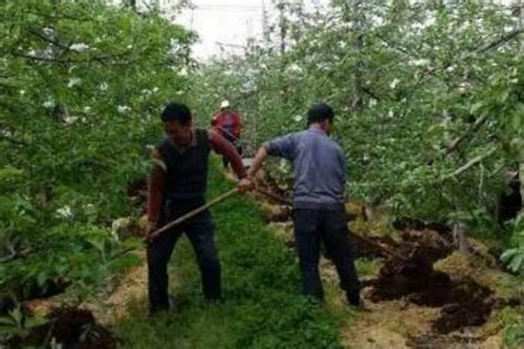 氮肥的用法即简单又难用
