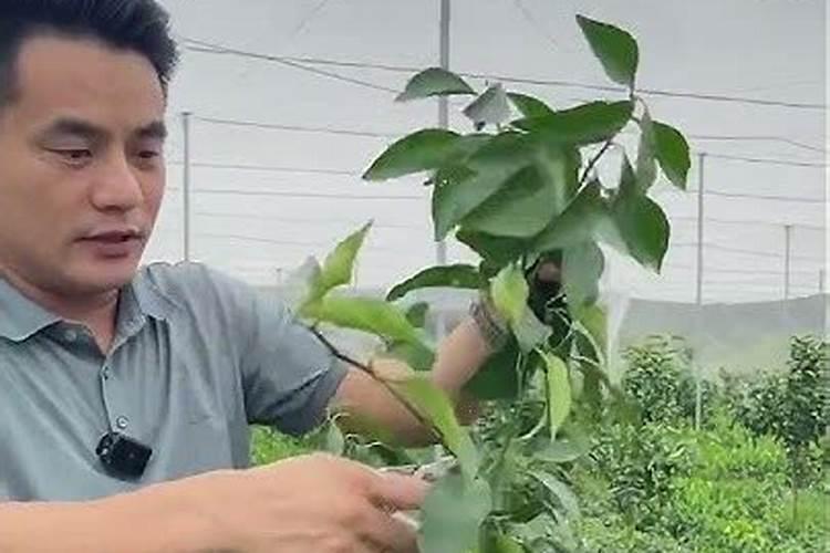 液态氮肥烧叶子怎么处理