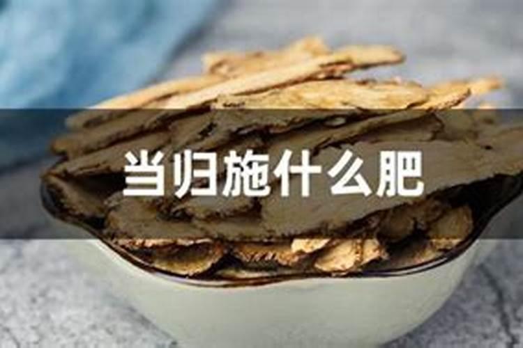 当归烂根的原因是什么