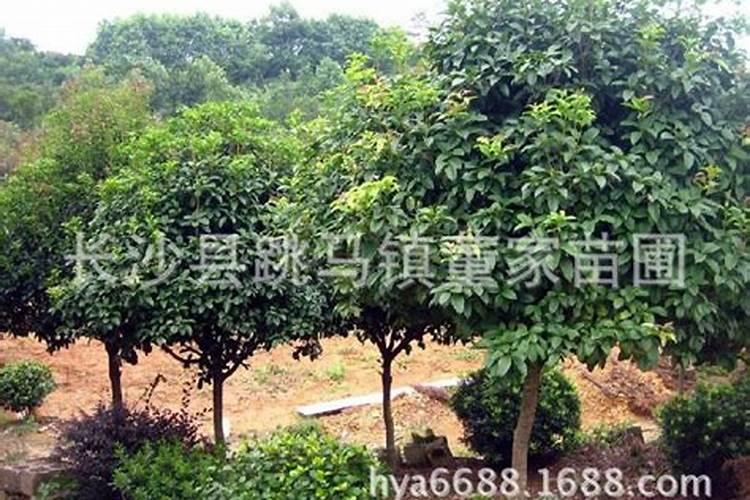 中国最好的果树叶面肥有哪些？