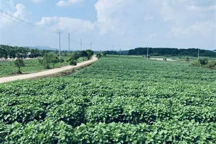 果树专用增产膨果叶面肥料？果树专用叶面肥什么牌子的好？