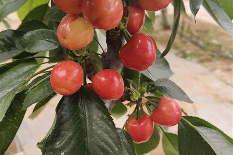 樱桃膨大期追施用的肥料？樱桃结果期用什么肥料产量高？