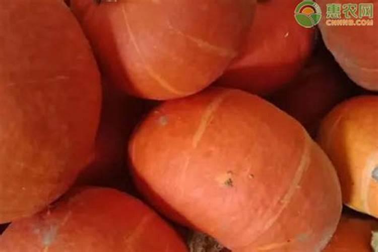 10亩地贝贝南瓜的利润是多少