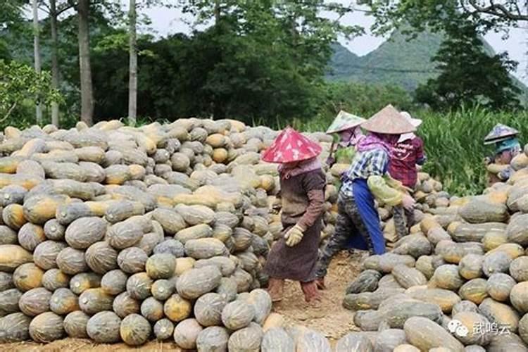 种植南瓜需要的氮磷钾肥比例