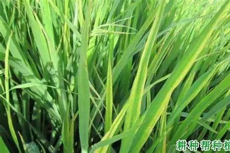 水稻苗喷施锌肥用清洗吗