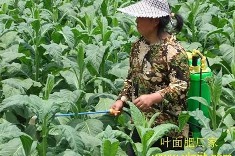 种植烟草用什么肥料？烟叶喷什么叶面肥最好？