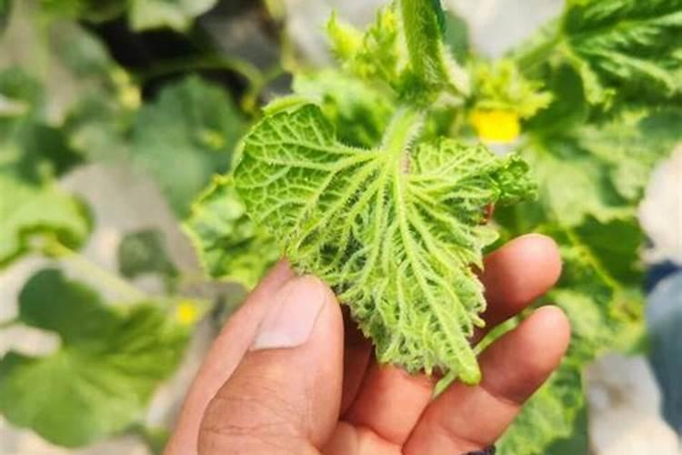 四水八硼酸钠怎么鉴定真假