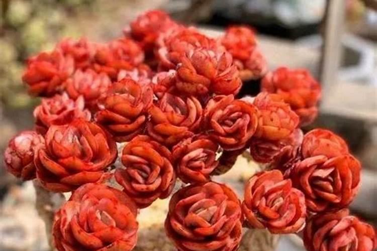 多肉植物怎么栽种