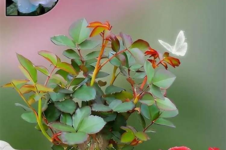 玫瑰花多久施一次肥(要施什么肥料)