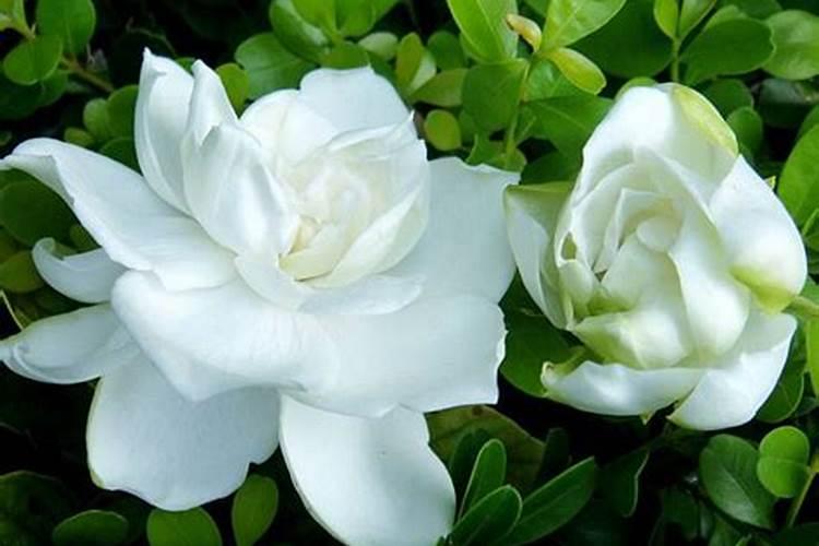 如何给栀子花施肥