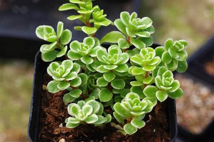 速效复合肥可以兑水浇花吗