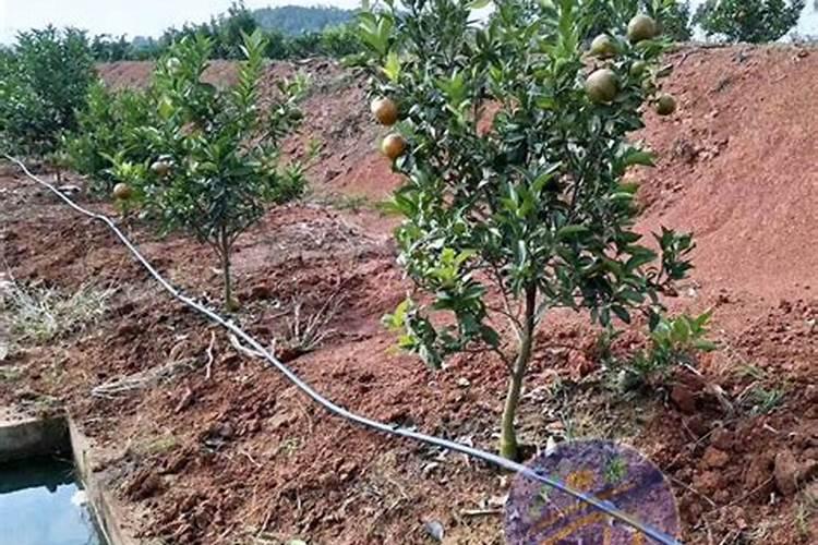 柑橘用什么水溶肥好及水溶肥施用指南