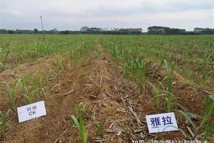 微生物菌剂叶面肥用在甘蔗上可以吗