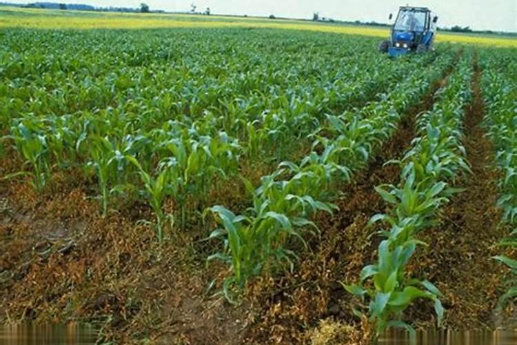 玉米一共要施几次肥料