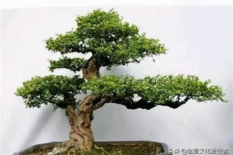 茶树叶片发生日灼怎么办？茶叶用什么叶面肥长得快？