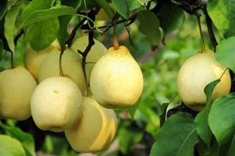 春天梨树打什么药