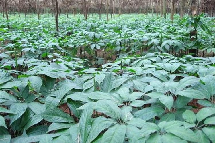 三角梅可以水培吗