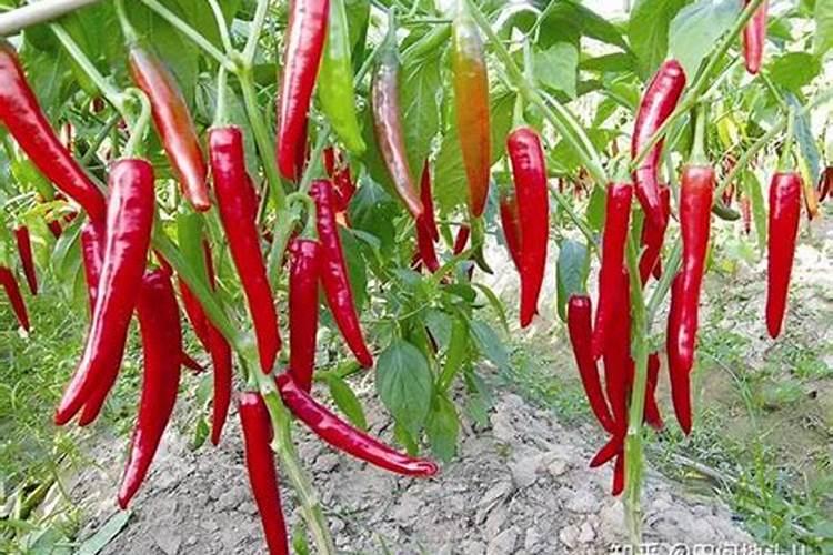 大棚辣椒冬季怎样施肥 大棚辣椒冬季施肥方法