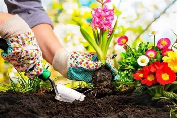 水稻缺硅要怎样施用硅肥改善？