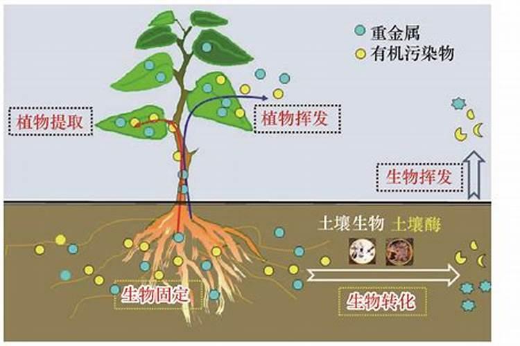硅肥能减少重金属的污染吗
