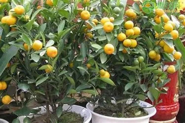 橘子树已有花骨朵儿了,这个时候用啥喷雾能给增加些更多的营养素？