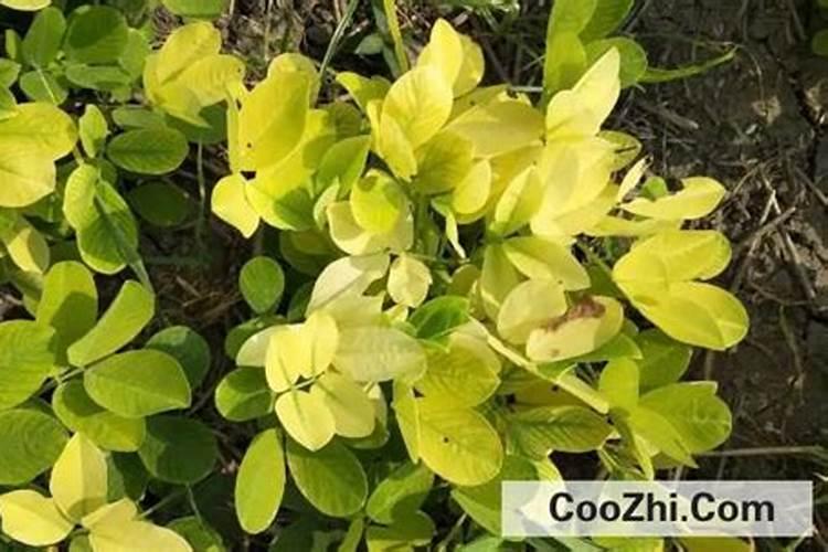 养花窍门99招,叶片发黄是缺什么肥料