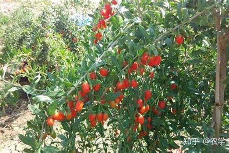 硝基复合肥适合旱田作物吗？