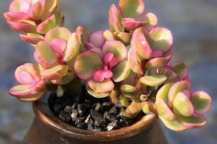 橡皮树怎么施肥