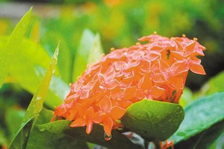 牡丹花施什么肥好