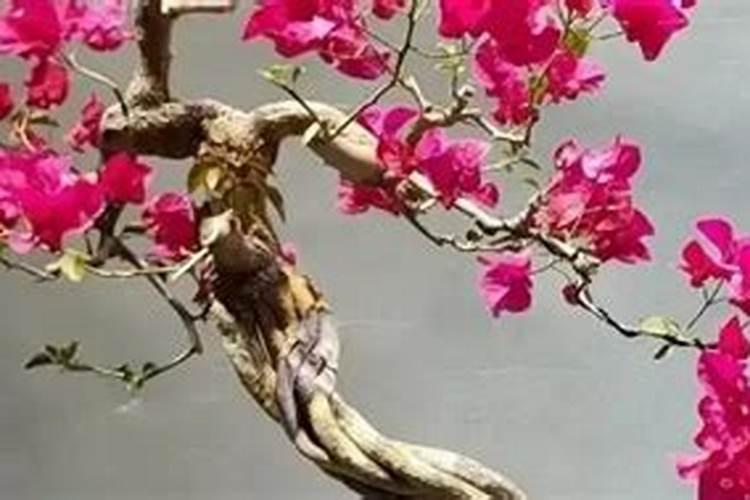 三角梅如何催花 正确的施肥方法