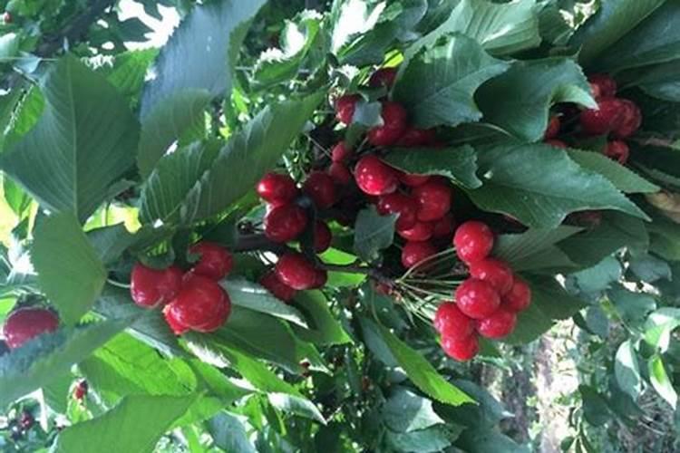樱桃保花保果叶面喷什么好？樱桃挂果期用什么肥料吸收好？