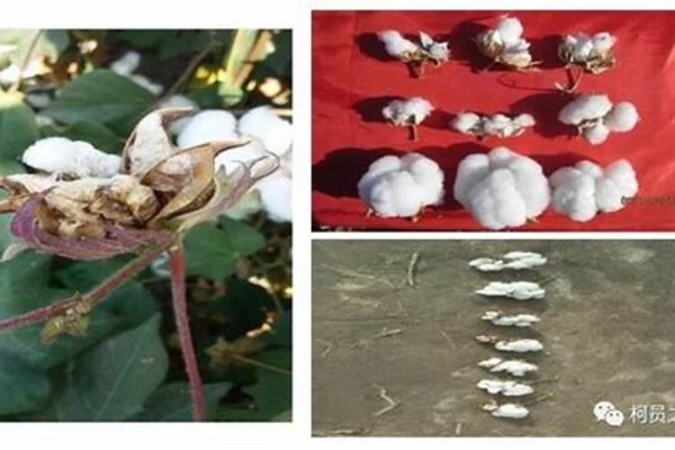 棉花吐絮遇雨怎么办
