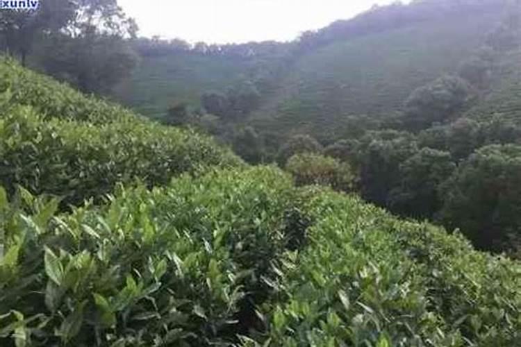 茶叶能施叶面肥吗？