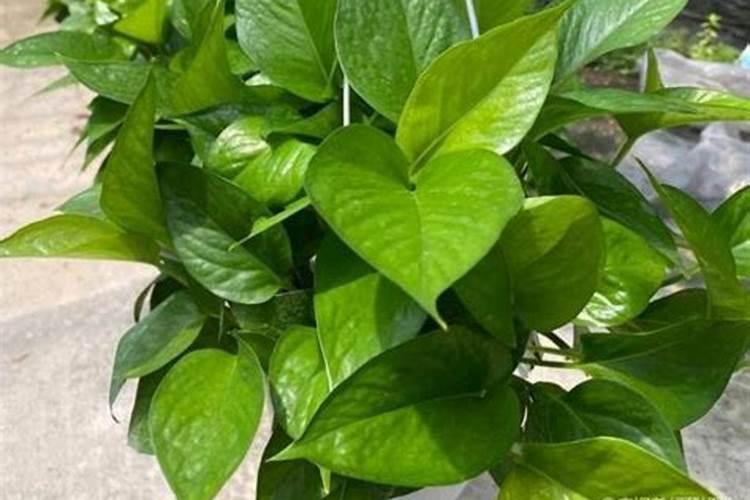 磷肥对果树的作用是什么