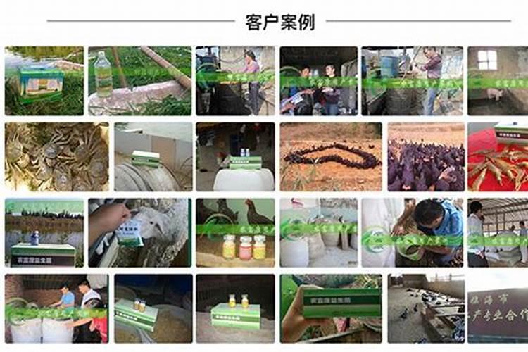 用鱼蛋白发酵鱼肠还有臭味吗