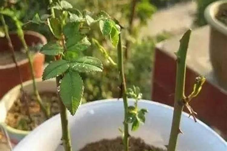 河北大地丰生物科技有限公司的化肥咋样