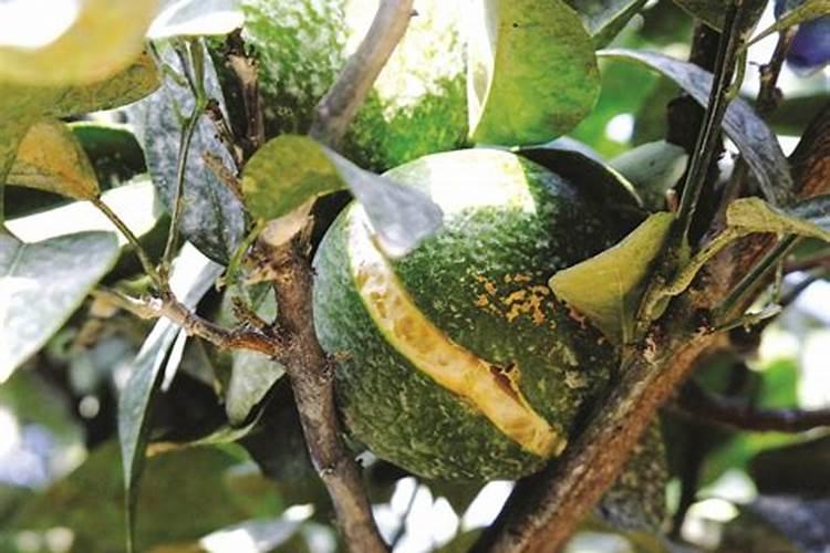 膨果期5大禁忌!第3条90%人踩坑,难怪果子又小又裂