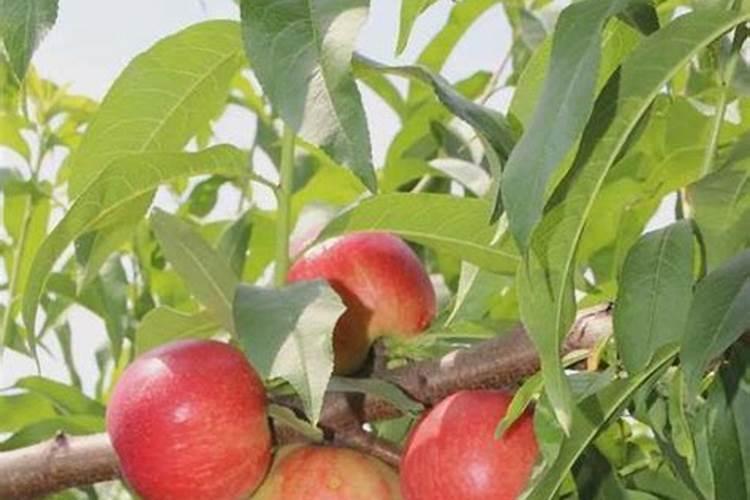 桃树用什么肥料桃子甜？根据桃子根系情况施肥更高产!