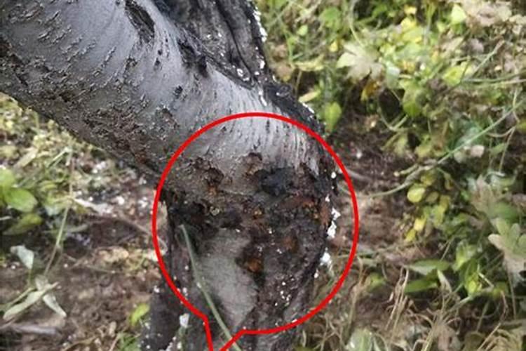 种植桃树,秋冬季节主要管理措施有哪些