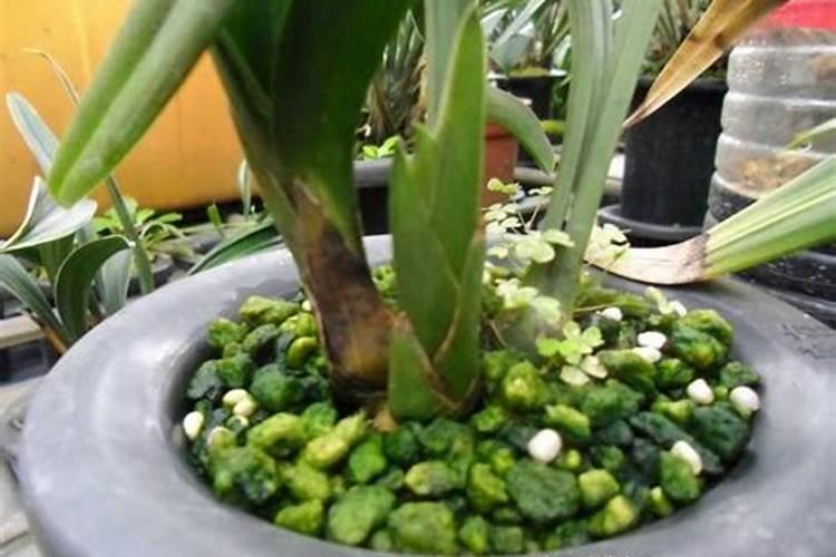 兰花肥料用什么好,叶面肥施什么好