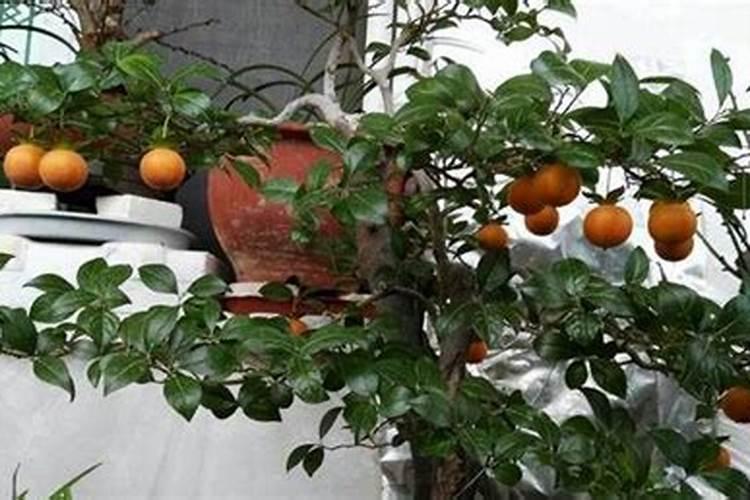 金弹子的养殖方法