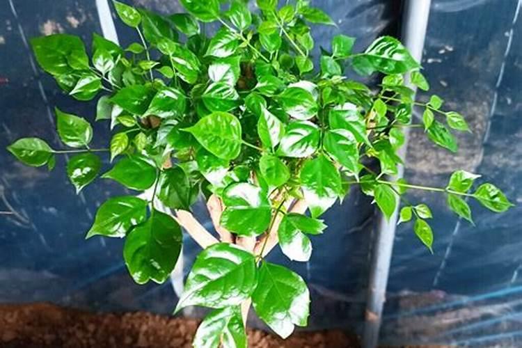 绿宝树怎么施肥