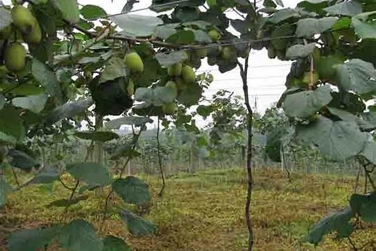 成长果树用什么钾肥